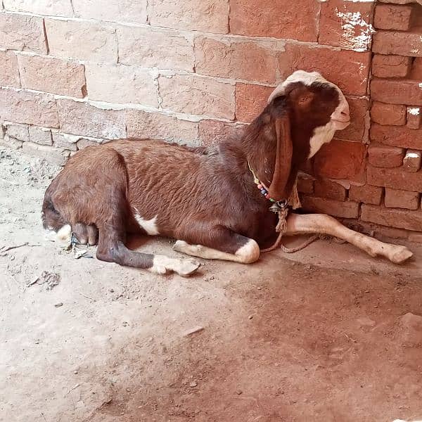 Ablak Bakra       03096360403 4