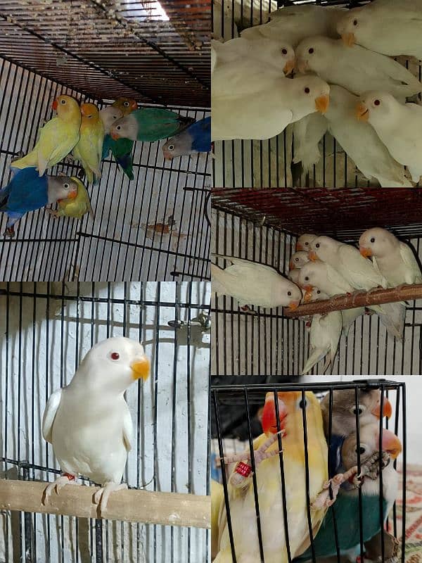 Love Birds & Whita Java Home Breed 0