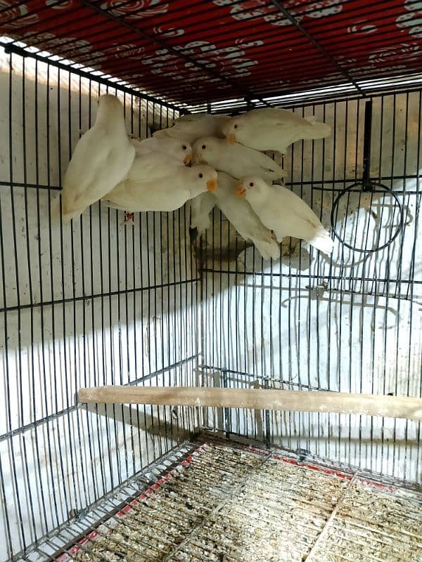 Love Birds & Whita Java Home Breed 4