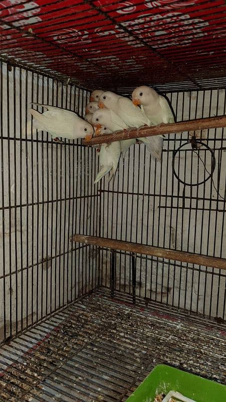Love Birds & Whita Java Home Breed 5