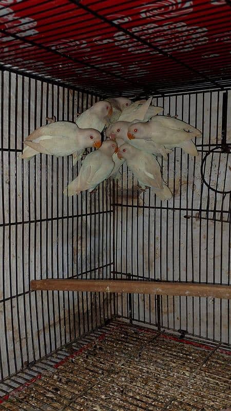 Love Birds & Whita Java Home Breed 6