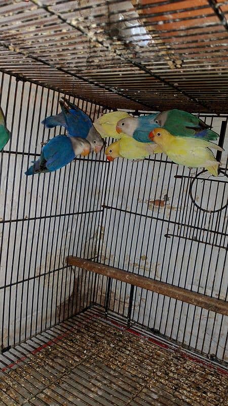 Love Birds & Whita Java Home Breed 7
