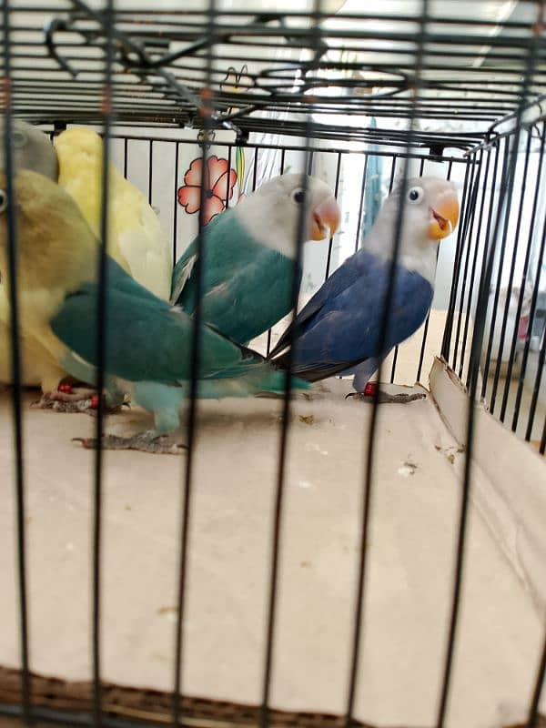 Love Birds & Whita Java Home Breed 8