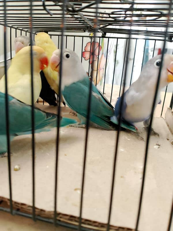 Love Birds & Whita Java Home Breed 9