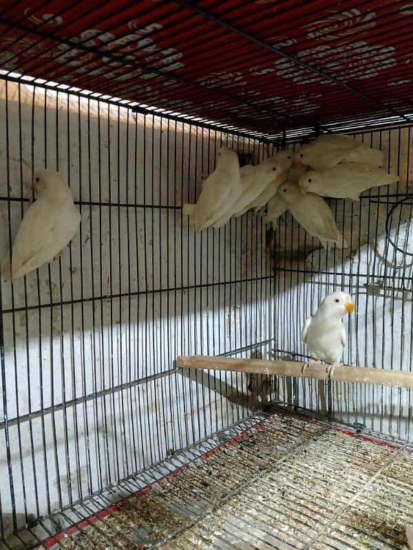 Love Birds & Whita Java Home Breed 13