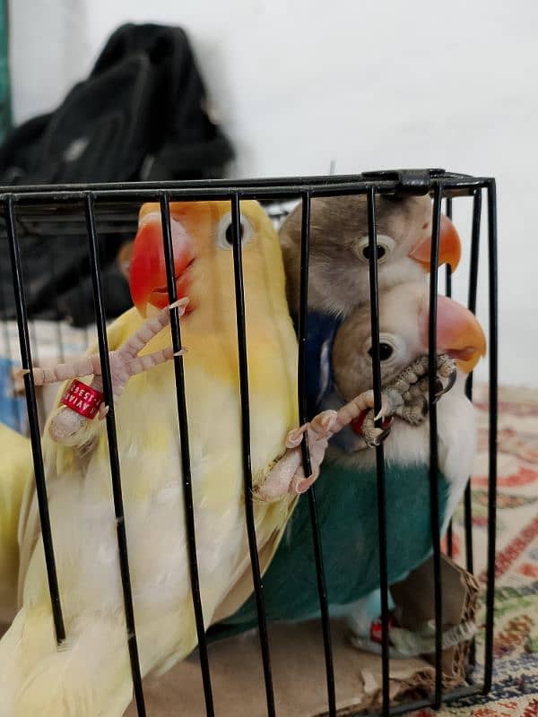 Love Birds & Whita Java Home Breed 15