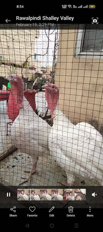 egg laying turkey pair for sale 0