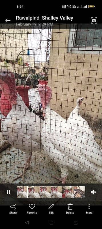 egg laying turkey pair for sale 1