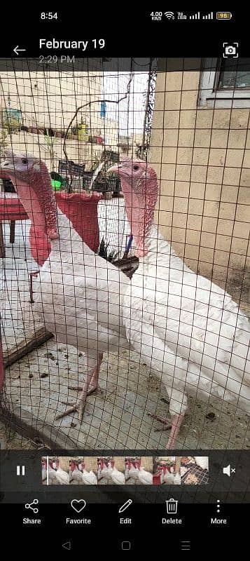 egg laying turkey pair for sale 3