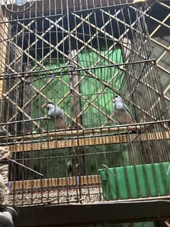 jawa finches grey pair high quality
