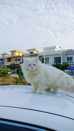 persian