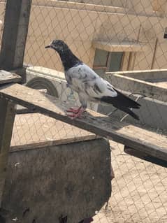 parwazi