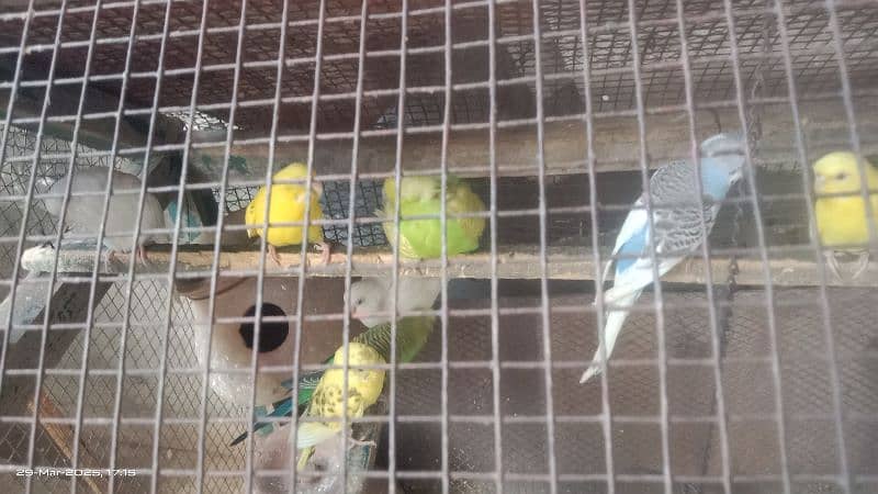 Australian Parrots - Red eyes - Black eyes 0