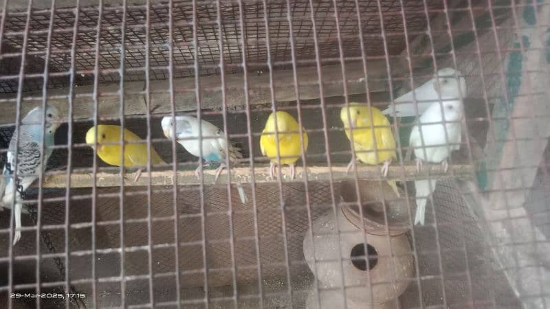 Australian Parrots - Red eyes - Black eyes 1