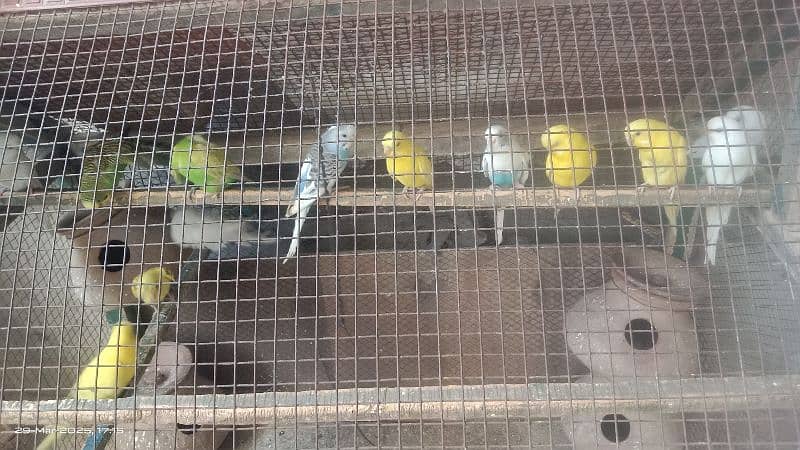 Australian Parrots - Red eyes - Black eyes 2