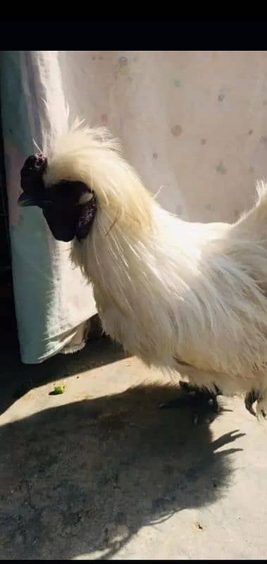 Buf murga Midri murgi pair 03116667588 peson ki Ned hai