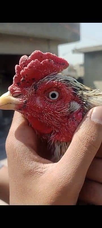 miawali breeder for sell 0