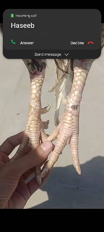 miawali breeder for sell 2