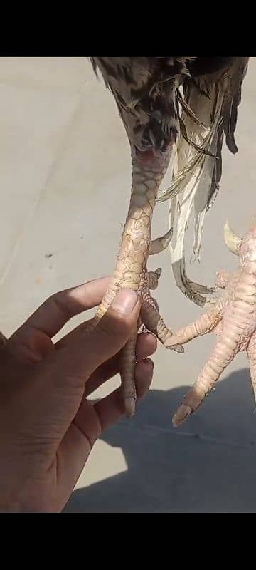 miawali breeder for sell 3
