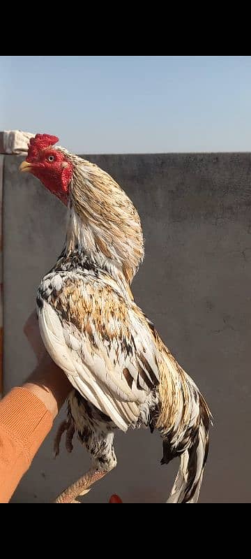 miawali breeder for sell 4
