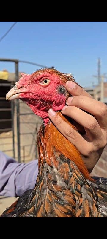 miawali breeder for sell 7