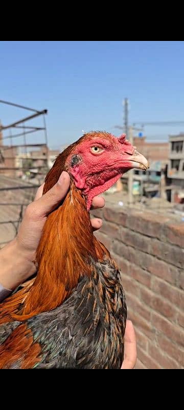 miawali breeder for sell 8