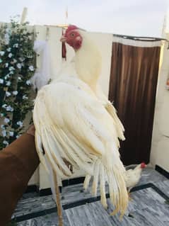 Hens | Roaster |Aseel Heera | Pathy | Chicks | Aseel chicks
