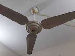 Celing Fan