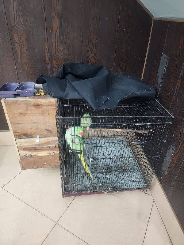Raw parrots 0