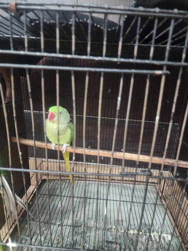 Raw parrots 4
