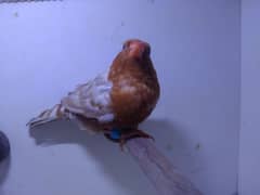 finches