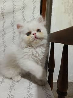 Persian