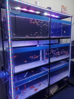 All Fishes Available! New Stock (LIMITED)
