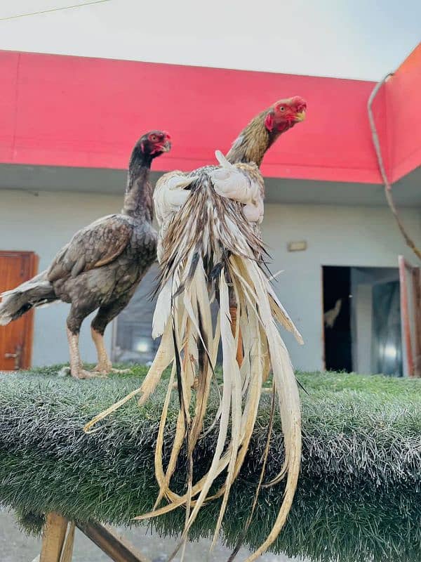 Top Quality Parrot beak long tail aseel and shamo Aseel 0