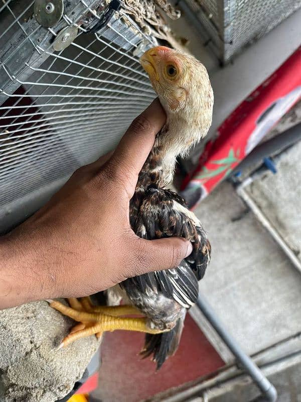 Top Quality Parrot beak long tail aseel and shamo Aseel 3
