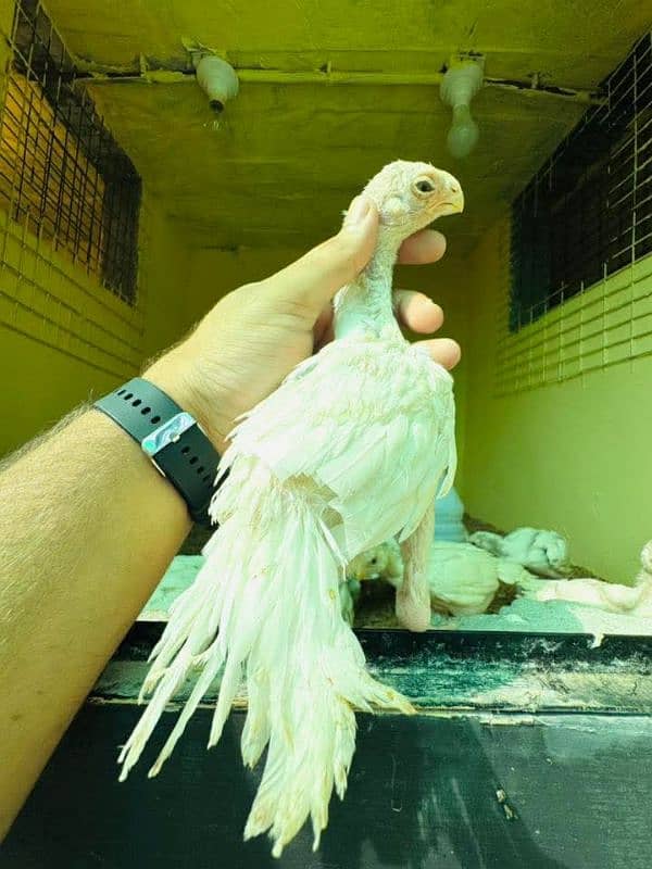 Top Quality Parrot beak long tail aseel and shamo Aseel 4