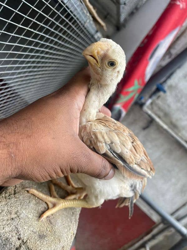 Top Quality Parrot beak long tail aseel and shamo Aseel 5