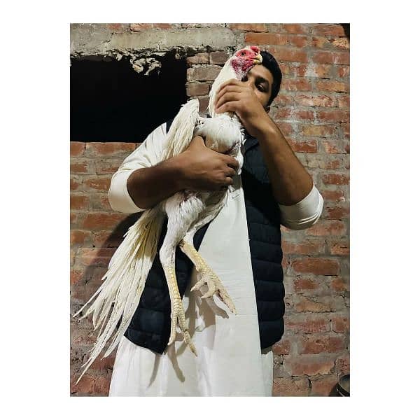 Top Quality Parrot beak long tail aseel and shamo Aseel 6