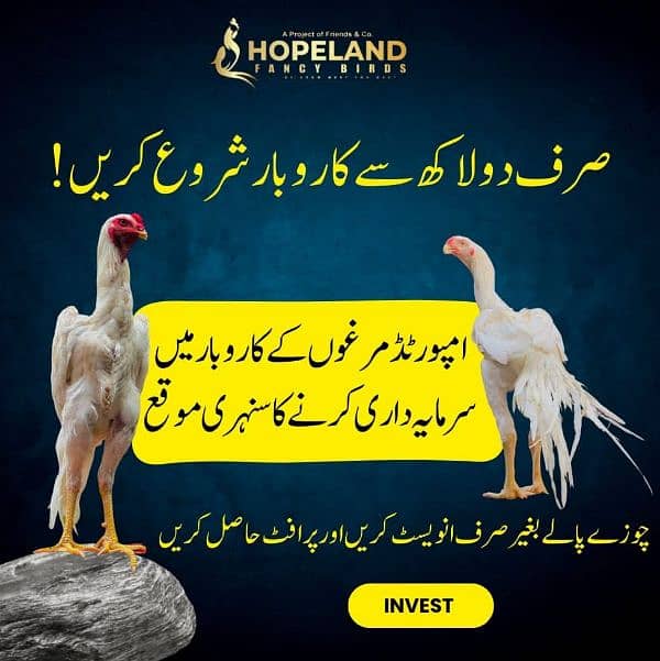Top Quality Parrot beak long tail aseel and shamo Aseel 7