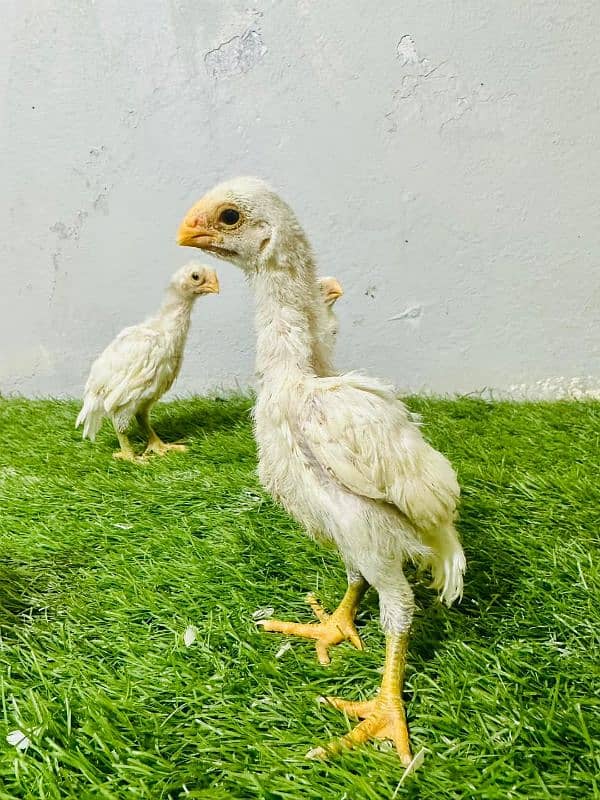 Top Quality Parrot beak long tail aseel and shamo Aseel 8