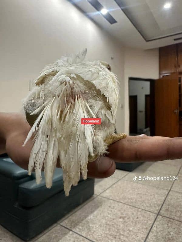 Top Quality Parrot beak long tail aseel and shamo Aseel 9