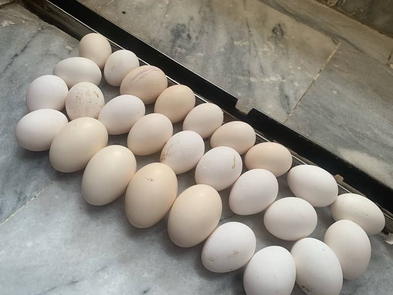 Silkie/ Sebrights Fertile Eggs 1