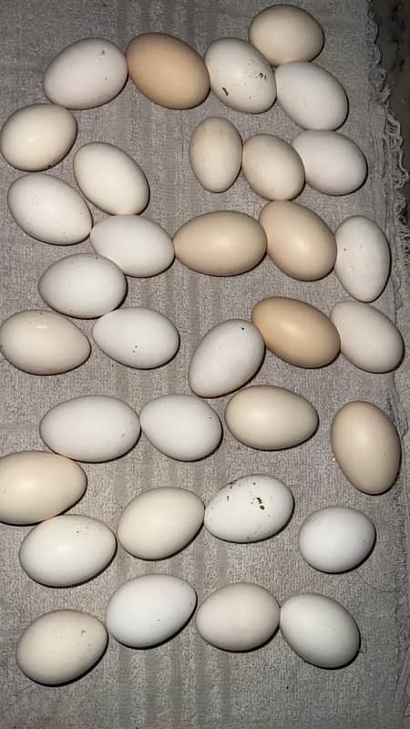 Silkie/ Sebrights Fertile Eggs 3