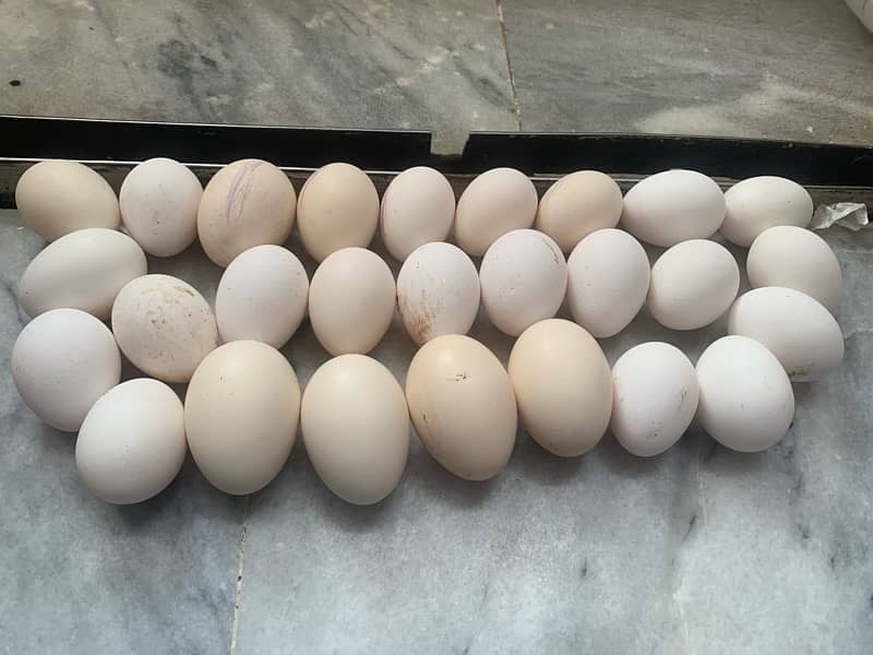 Silkie/ Sebrights Fertile Eggs 4