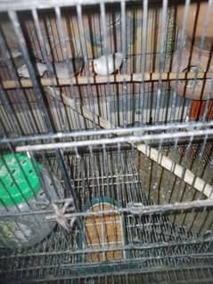 Finch