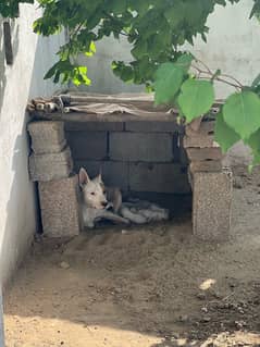 Gultari breed available