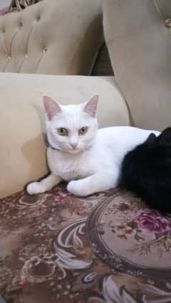 price for sell female