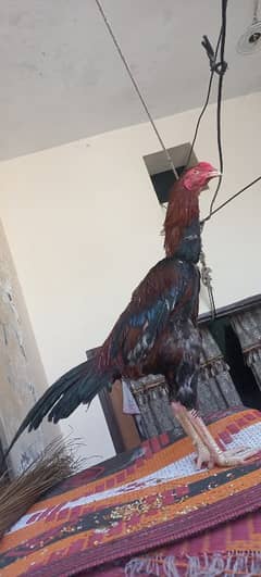 Lakkha
