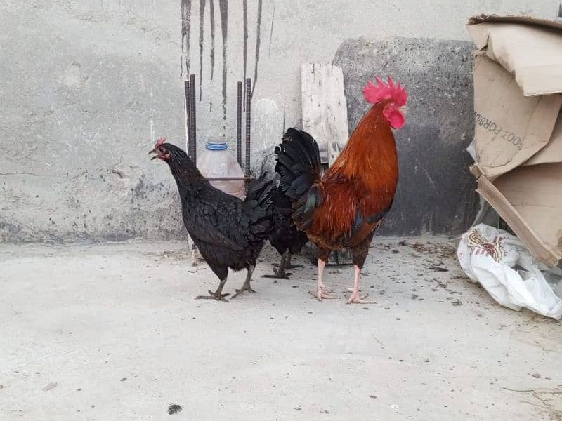 desi eggs wali murgian 0