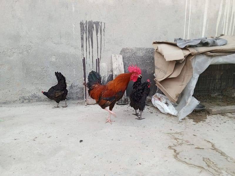 desi eggs wali murgian 2